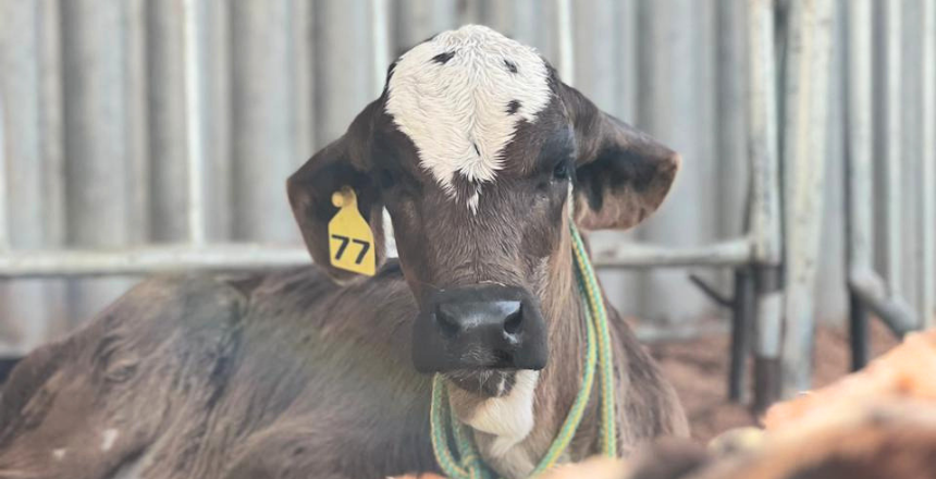 Portal de Notícias PJF | XIII Agrofest e 10° Torneio Leiteiro de Vila Almeida reúne produtores e comunidade em mais uma etapa do Circuito de Eventos Agropecuários | SDA - 11/8/2026
