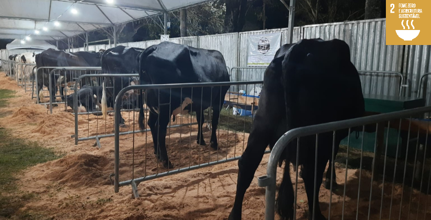 Portal de Notícias PJF | Torneio Leiteiro das Campeãs acontece entre os dias 7 e 10 de setembro; confira a programação | SEAPA - 23/8/2023