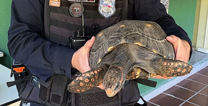 Portal de Notícias PJF | Guarda Municipal recolhe animal silvestre entregue voluntariamente por morador | SESUC - 18/6/2026