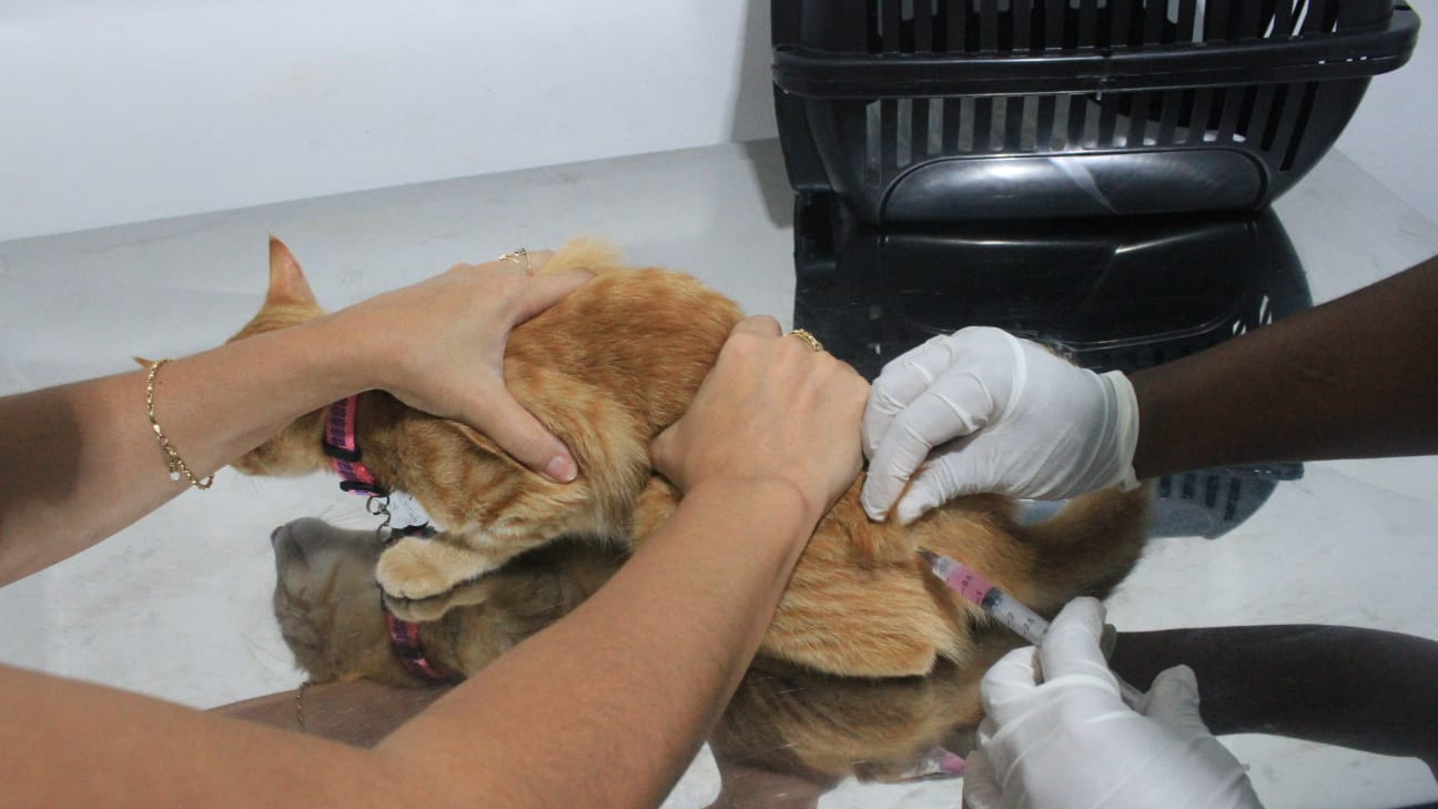 Portal de Notícias PJF | Campanha de Vacinação Antirrábica Animal na zona rural tem início nesta quarta-feira, 5 | SS - 3/8/2026
