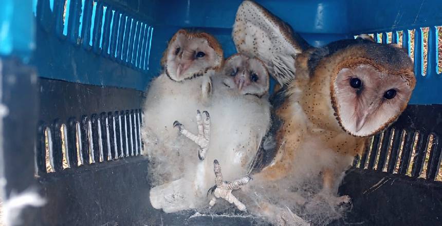 Portal de Not�cias PJF | Guarda Municipal recolhe 368 animais silvestres em um ano | SESUC - 1/6/2022