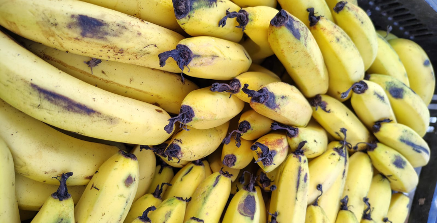 Portal de Not�cias PJF | PJF prorroga prazo para entrega de envelopes do Edital do Programa de Aquisi��o de Alimentos | SDA - 5/3/2026