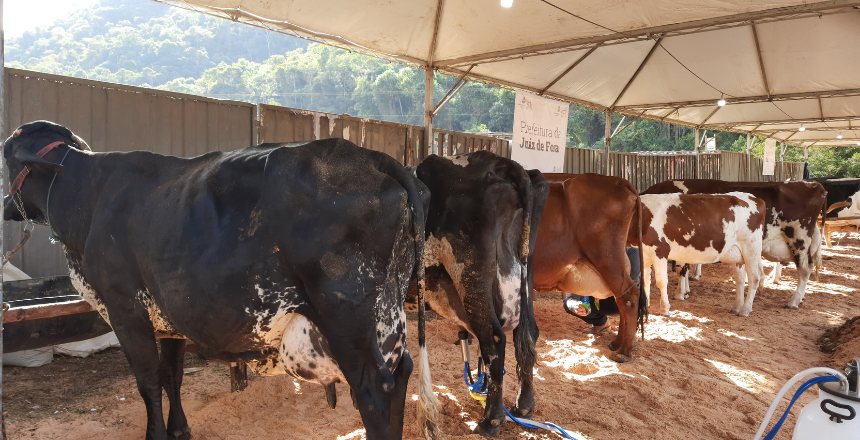 Portal de Not�cias PJF | Pr�-cadastramento para comiss�es interessadas em realizar Eventos Agropecu�rios em 2026 termina neste s�bado, 8 | SDA - 5/11/2025