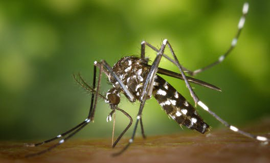 Portal de Notcias PJF | Em tempo de carnaval e chuva, Sade pede alerta  populao contra o Aedes aegypti | SS - 6/2/2018