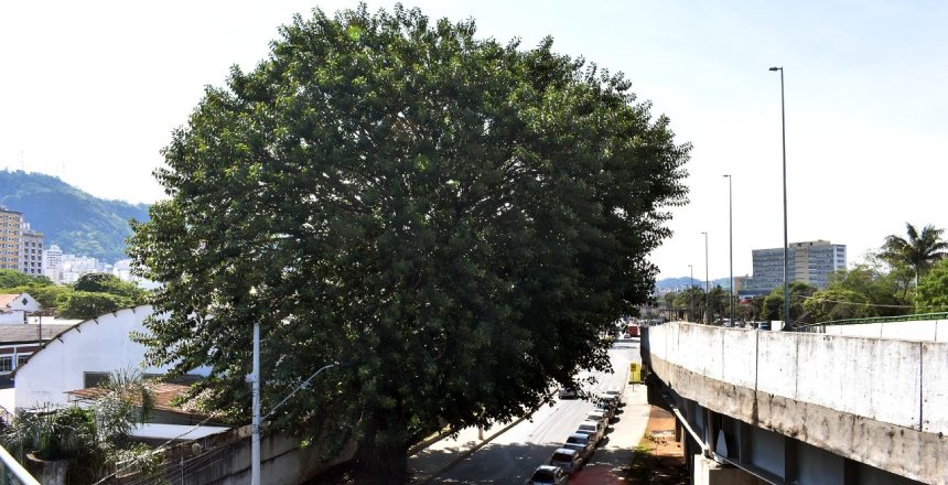 Portal de Not�cias PJF | PJF ilumina ��rvore da Vida� em mem�ria �s v�timas de Covid-19    | SG - 6/12/2021