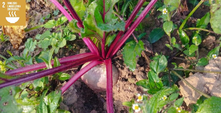 Portal de Not�cias PJF | Cooperativas da Agricultura Familiar t�m at� dia 15 para entregar documenta��o do Edital Comida Boa | SEAPA - 8/1/2024