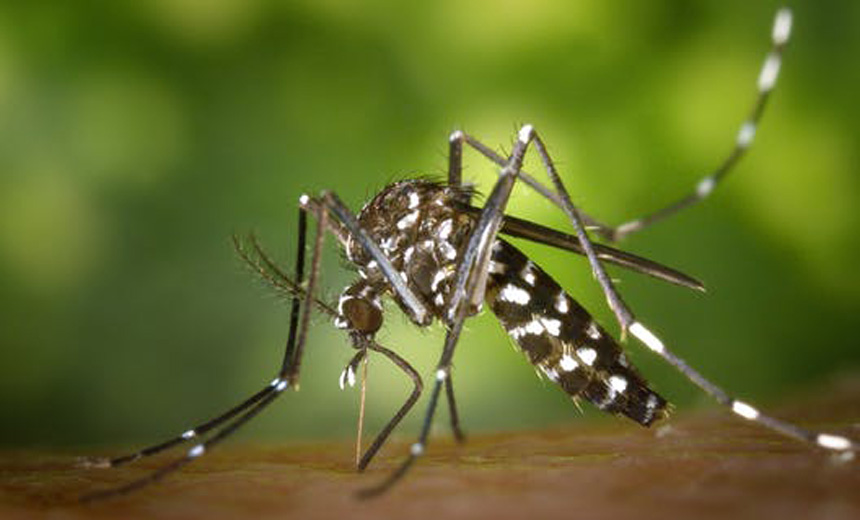 Portal de Not�cias PJF | Combate � dengue: PJF realiza for�a-tarefa em 221 quarteir�es de dez bairros de JF | SS - 12/4/2019