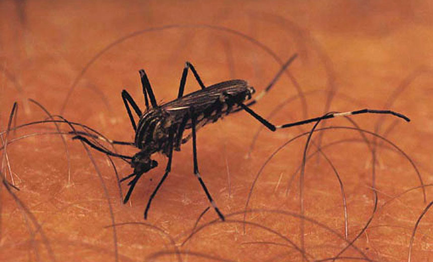 Portal de Not�cias PJF | Sa�de realiza a��es de combate e preven��o ao Aedes aegypti | SS - 15/7/2019