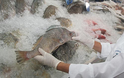 Portal de Not�cias PJF | Peixe congelado - Procon/JF identifica irregularidade em uma marca do produto | PROCON - 17/4/2012