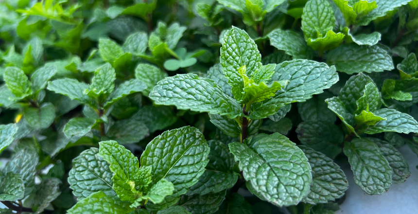 Portal de Not�cias PJF | Terra Boa: inscri��es abertas para os produtores interessados no adubo org�nico para o m�s abril | SDA - 20/4/2026