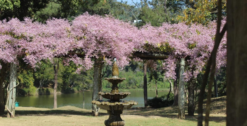Portal de Not�cias PJF | Parque da Lajinha reabre nesta ter�a-feira, 10, com restri��es em algumas �reas | MEIO AMBIENTE - 9/3/2026