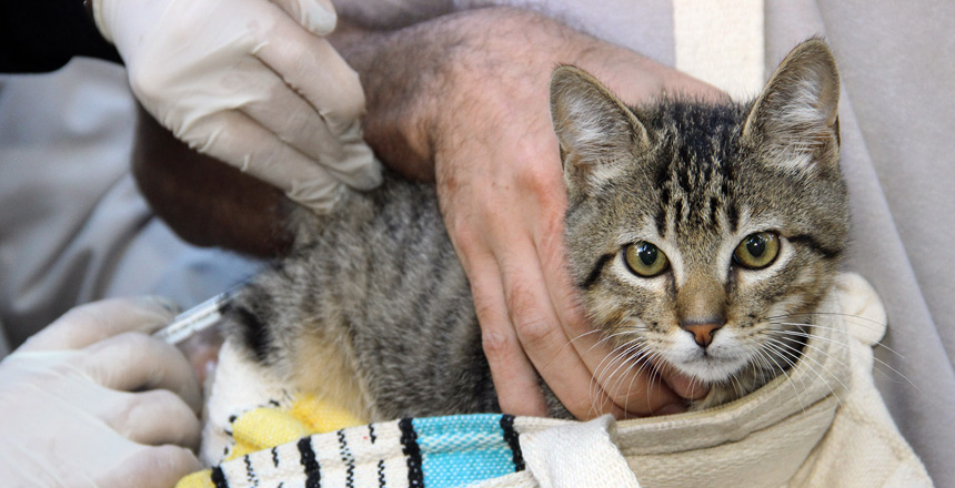Portal de Not�cias PJF | Campanha de Vacina��o Antirr�bica Animal na Zona Urbana acontece em 86 postos neste s�bado, 14 | SS - 10/9/2024