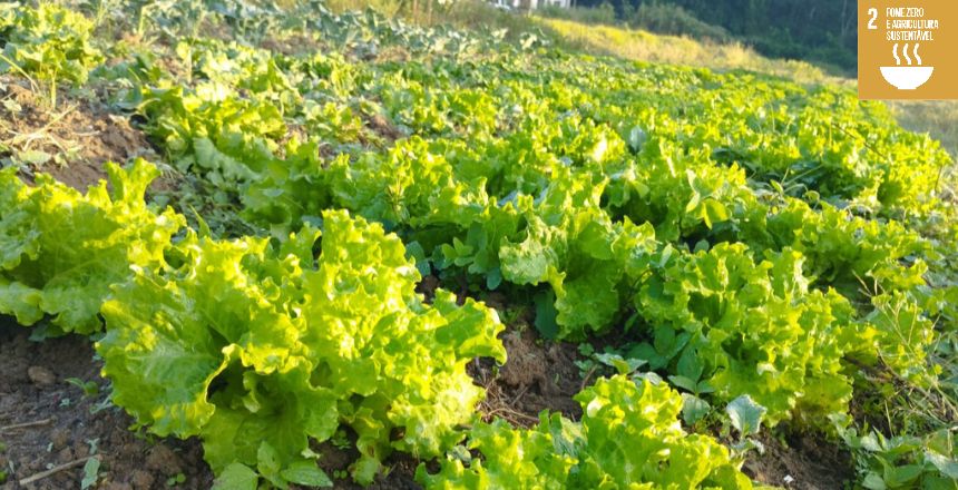 Portal de Not�cias PJF | Prefeitura lan�a edital do Comida Boa para compra de alimentos da agricultura familiar para o Restaurante Popular | SEAPA - 22/12/2023