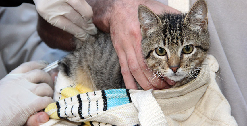 Portal de Not�cias PJF | Vacina��o antirr�bica acontece em 38 locais neste s�bado, 27 | SS - 23/11/2021