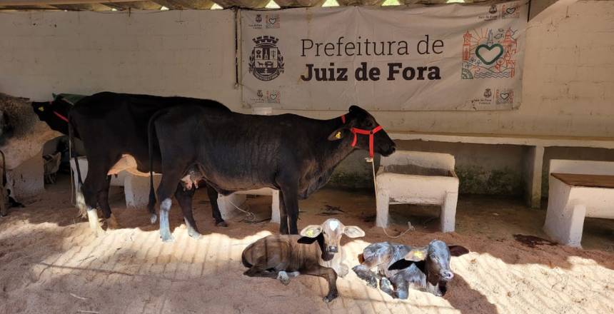 Portal de Not�cias PJF | Confira a programa��o do 36� Torneio Leiteiro de Torre�es | SEAPA - 27/7/2022