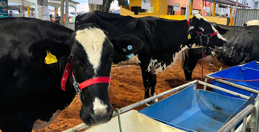Portal de Not�cias PJF | 20� Torneio Leiteiro e Mostra de Bezerras de Valadares come�a nesta quinta-feira, 30 | SDA - 28/7/2026