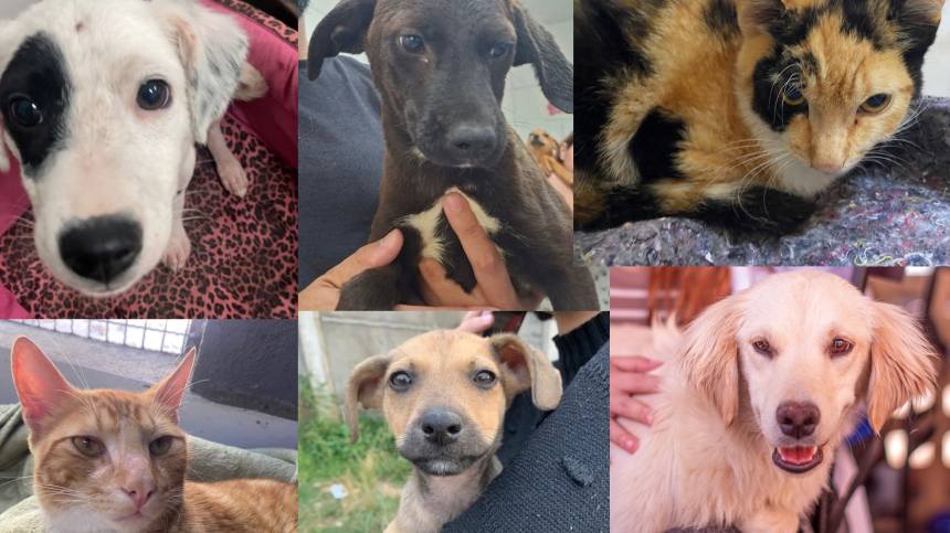 Portal de Not�cias PJF | Sebeal lan�a campanha de Natal para arrecadar doa��es para animais do Canil Municipal | SEBEAL - 23/10/2026