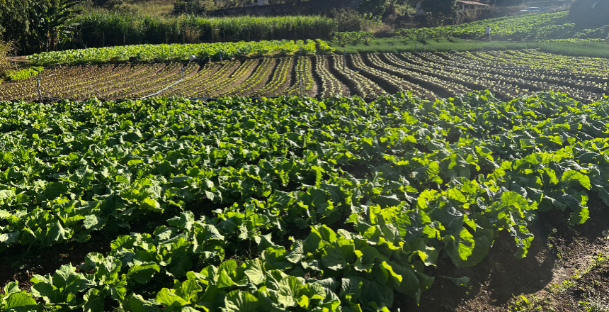 Portal de Not�cias PJF | PJF divulga resultado do Edital do Programa de Aquisi��o de Alimentos da Agricultura Familiar | SDA - 5/5/2026