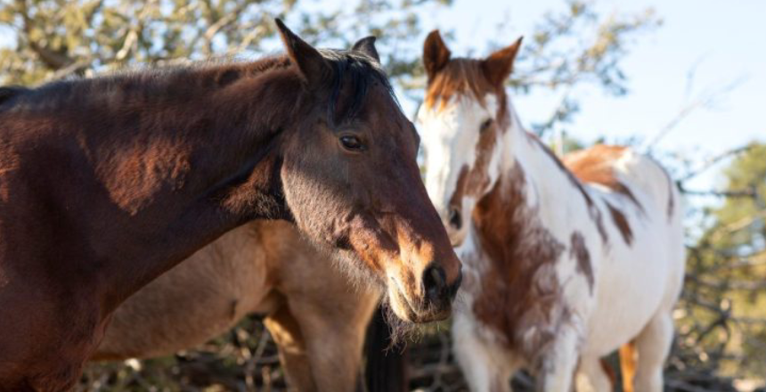 Portal de Not&iacute;cias PJF | Secretaria do Bem-Estar Animal publica edital para ado��o de animais de grande porte - SEBEAL | 2/6/2026