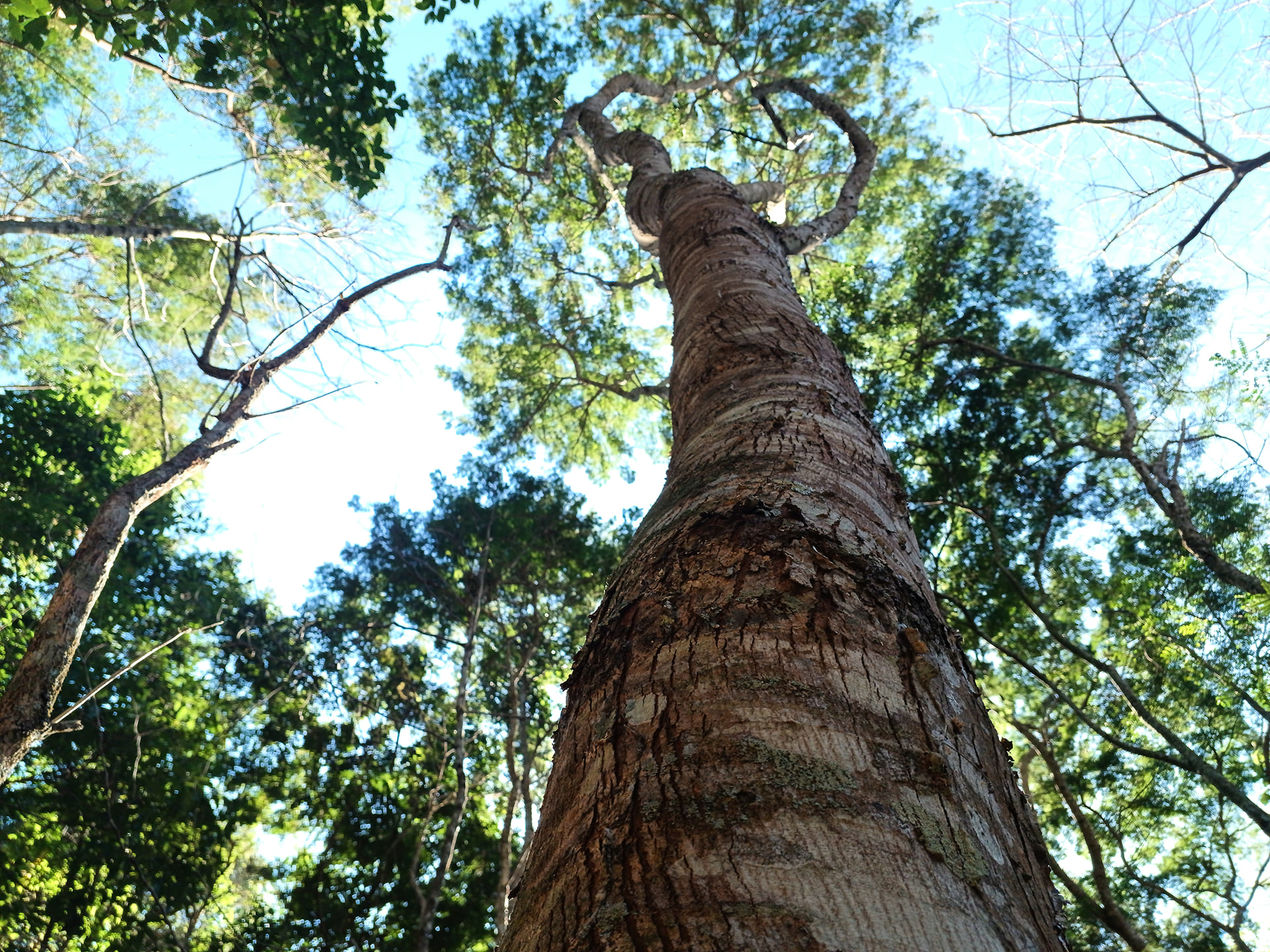 Prefeitura de Juiz de Fora - Secretaria de Meio Ambiente e Mudanças Climáticas - Meio Ambiente- Parque da Lajinha